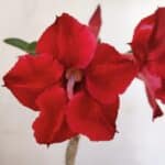 Planta Simples 3012 – 35cm – 03 anos