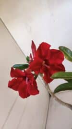 Planta Simples 3012 – 35cm – 03 anos - Imagem 4