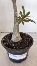 Planta Simples 3012 – 35cm – 03 anos - Imagem 8