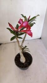 Planta Simples 3012 – 35cm – 03 anos - Imagem 7