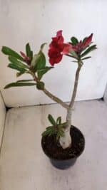 Planta Simples 3012 – 35cm – 03 anos - Imagem 6