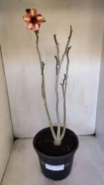 Planta Simples 3013 – 50cm – 04 anos - Imagem 2