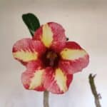 Planta Simples 3013 – 50cm – 04 anos