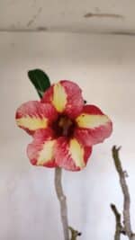 Planta Simples 3013 – 50cm – 04 anos