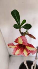 Planta Simples 3013 – 50cm – 04 anos - Imagem 4