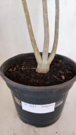 Planta Simples 3013 – 50cm – 04 anos - Imagem 7