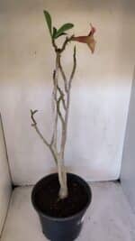 Planta Simples 3013 – 50cm – 04 anos - Imagem 6