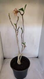 Planta Simples 3013 – 50cm – 04 anos - Imagem 5