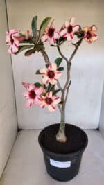 Planta Simples 3015 – 45cm – 04 anos - Imagem 2