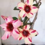 Planta Simples 3015 – 45cm – 04 anos