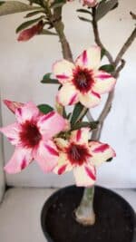 Planta Simples 3015 – 45cm – 04 anos