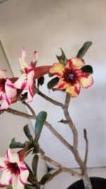 Planta Simples 3015 – 45cm – 04 anos - Imagem 5