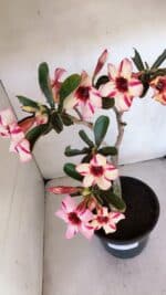 Planta Simples 3015 – 45cm – 04 anos - Imagem 4