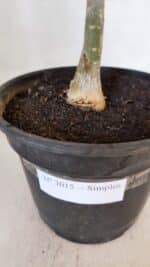 Planta Simples 3015 – 45cm – 04 anos - Imagem 7