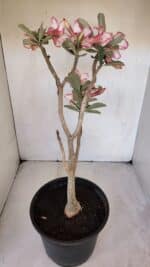 Planta Simples 3015 – 45cm – 04 anos - Imagem 6