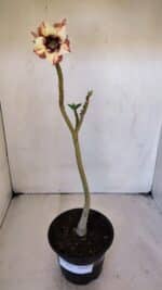 Planta Simples 3016 – 30cm – 02 anos - Imagem 2