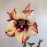 Planta Simples 3016 – 30cm – 02 anos