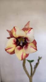 Planta Simples 3016 – 30cm – 02 anos