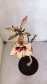 Planta Simples 3016 – 30cm – 02 anos - Imagem 4