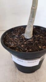 Planta Simples 3016 – 30cm – 02 anos - Imagem 6