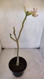 Planta Simples 3016 – 30cm – 02 anos - Imagem 5