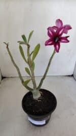 Planta Simples 3017 – 30cm – 02 anos - Imagem 2