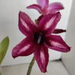 Planta Simples 3017 – 30cm – 02 anos