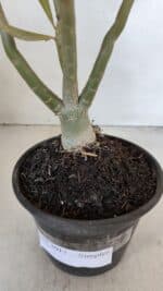 Planta Simples 3017 – 30cm – 02 anos - Imagem 6