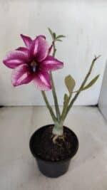 Planta Simples 3017 – 30cm – 02 anos - Imagem 4