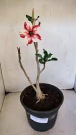 Planta Simples 3018 – 30cm – 03 anos - Imagem 2