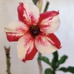 Planta Simples 3018 – 30cm – 03 anos