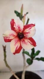 Planta Simples 3018 – 30cm – 03 anos