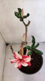 Planta Simples 3018 – 30cm – 03 anos - Imagem 4