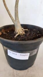 Planta Simples 3018 – 30cm – 03 anos - Imagem 5