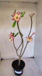 Planta Simples 3020 – 35cm – 03 anos - Imagem 2