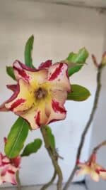 Planta Simples 3020 – 35cm – 03 anos - Imagem 4