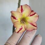 Planta Simples 3020 – 35cm – 03 anos