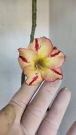 Planta Simples 3020 – 35cm – 03 anos