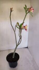 Planta Simples 3020 – 35cm – 03 anos - Imagem 6