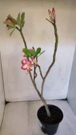 Planta Simples 3020 – 35cm – 03 anos - Imagem 5