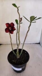 Planta Simples 3021 – 30cm – 03 anos - Imagem 2