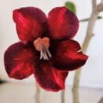 Planta Simples 3021 – 30cm – 03 anos