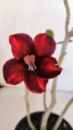 Planta Simples 3021 – 30cm – 03 anos