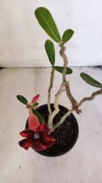 Planta Simples 3021 – 30cm – 03 anos - Imagem 4