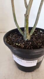 Planta Simples 3021 – 30cm – 03 anos - Imagem 6