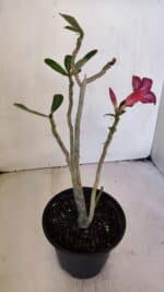 Planta Simples 3021 – 30cm – 03 anos - Imagem 5