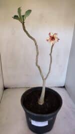 Planta Simples 3022 – 30cm – 03 anos - Imagem 2