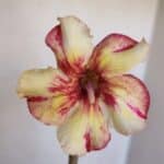 Planta Simples 3022 – 30cm – 03 anos