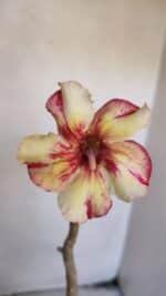 Planta Simples 3022 – 30cm – 03 anos