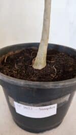 Planta Simples 3022 – 30cm – 03 anos - Imagem 6